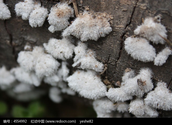 树干上的白色菌