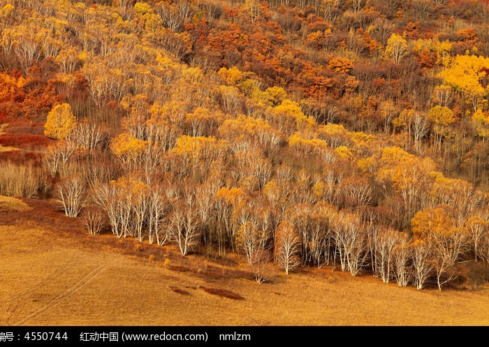 晚秋的白桦林图片,高清大图_森林树林素材