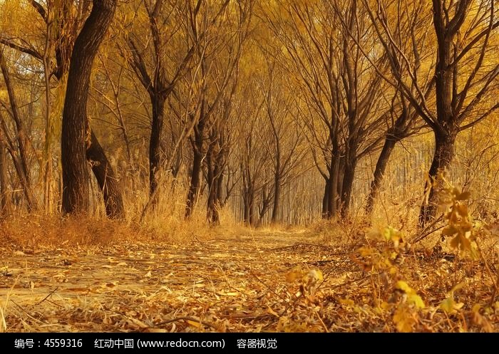 秋季金黄色的柳树林道路