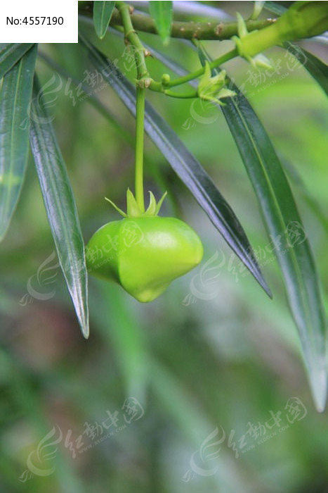 含苞待放的花蕾