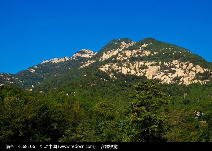 丰富的泰山山体森林植被图片