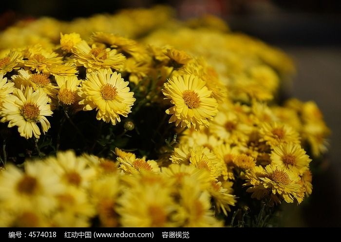 金黄色的菊花