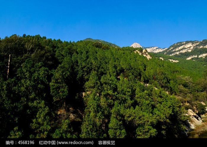 泰山景区森林植被