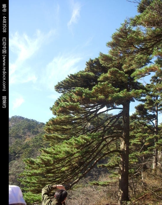 黄山凤尾松