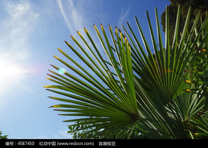 逆光仰拍天空下的铁树叶子