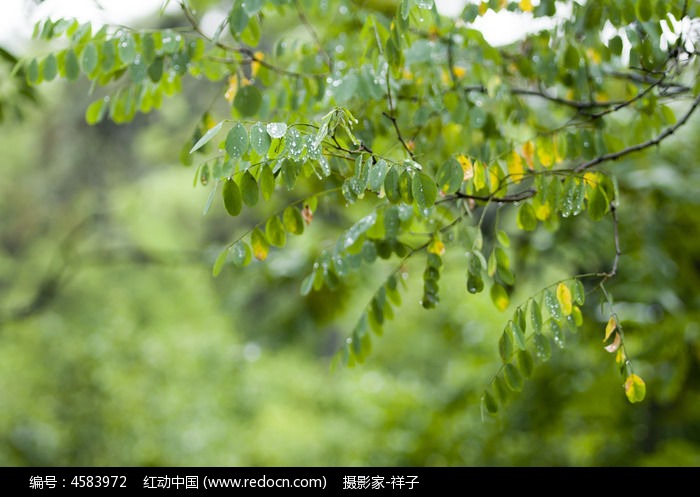 雨后槐树叶图片