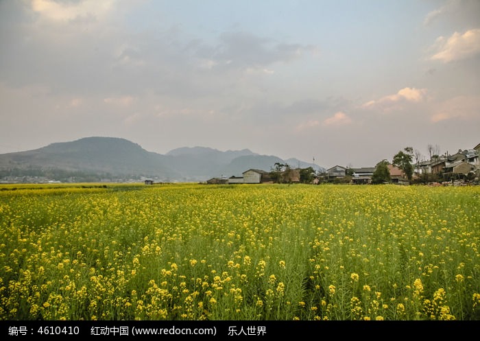 山村油菜花