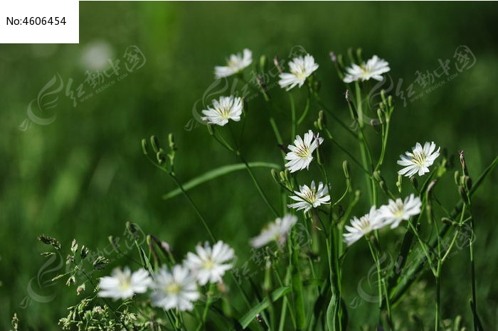 原创摄影图 动物植物 花卉花草 小白花一朵朵