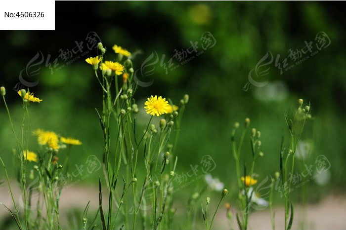 小黄花一朵朵