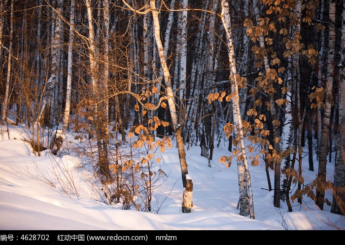 白桦树雪景图片,高清大图_森林树林素材