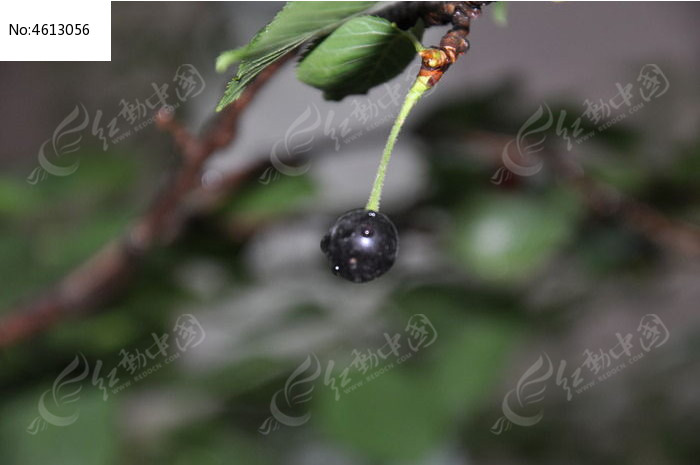 黑色的果子和藤蔓