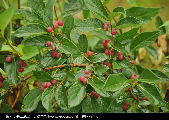 当前位置 原创摄影图 动物植物 花卉花草 红色果子和枝叶