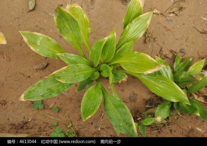 沙地中的大叶草