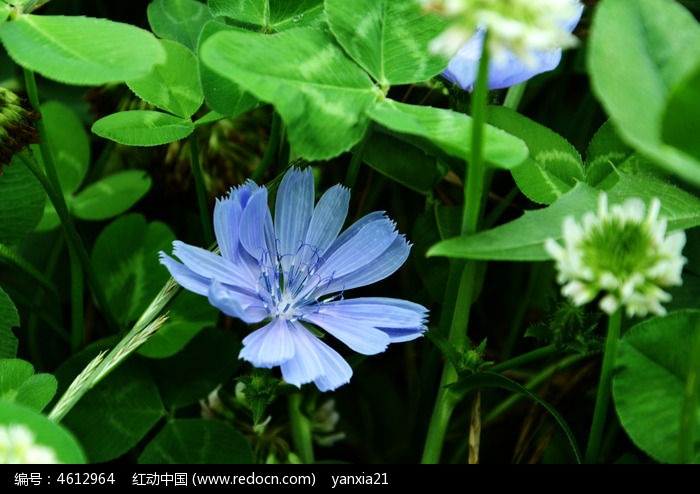 野花