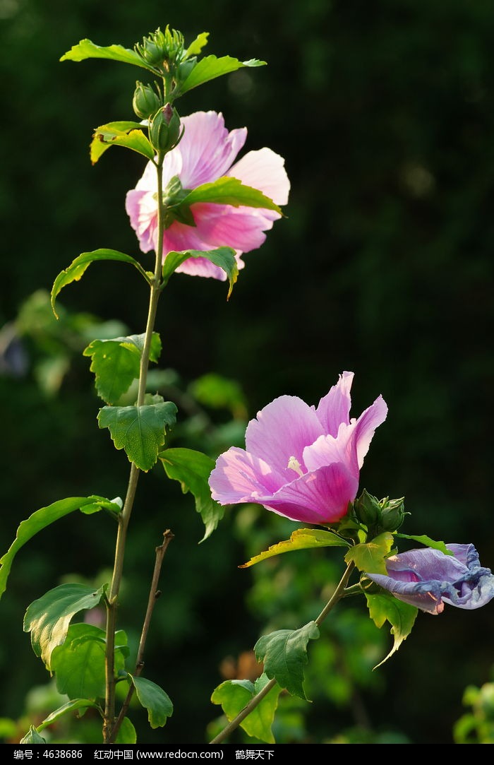 IMGP4680_dh图片,高清大图_花卉花草素材