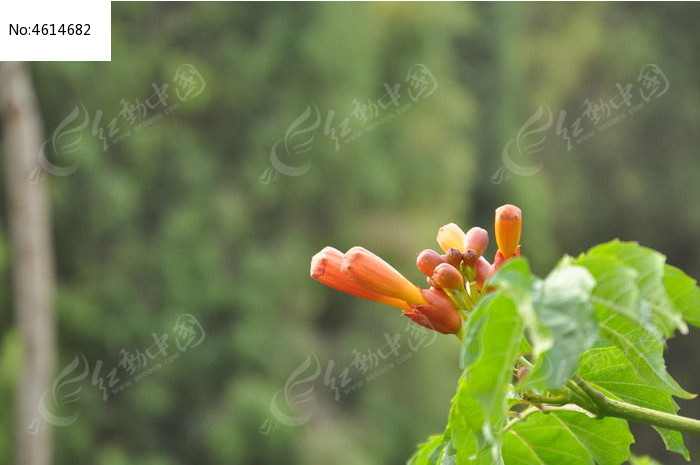 阳光下枯萎的花和叶子