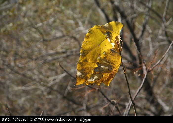 黄色的杨树叶图片,高清大图_森林树林素材