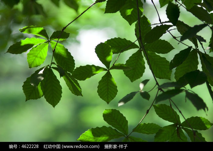 叶子高清图片下载_红动中国