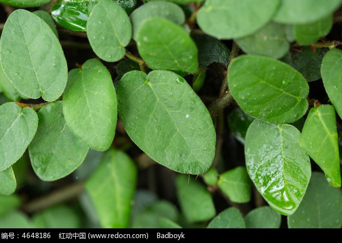 植物高清微绿叶树叶