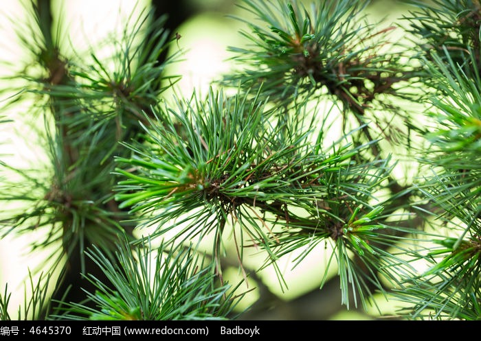 植物绿叶松针松树盆景微距高清图片下载_红动中国