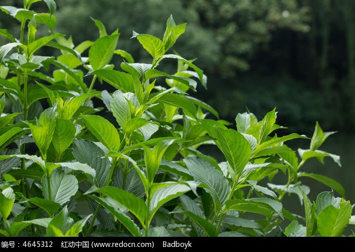 植物树叶绿叶春天高清图片下载_红动中国