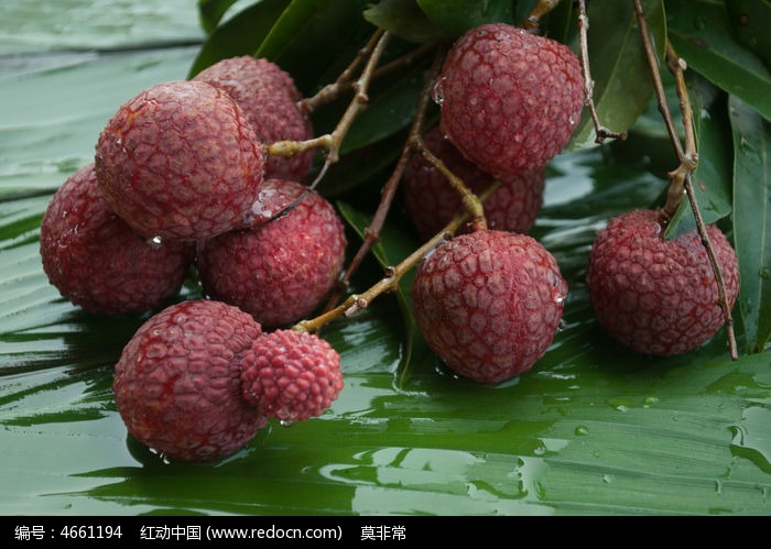 7月份的荔枝