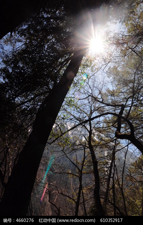 原创摄影图 自然风景 森林树林 逆光森林