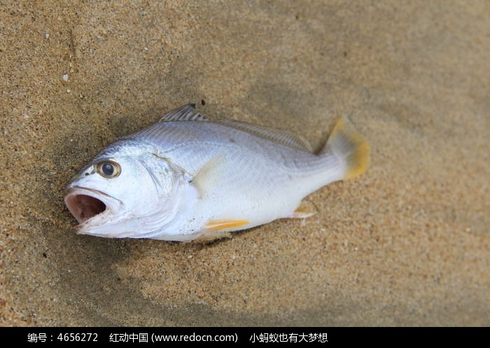 一条张开嘴巴的死鱼高清图片下载_红动中国