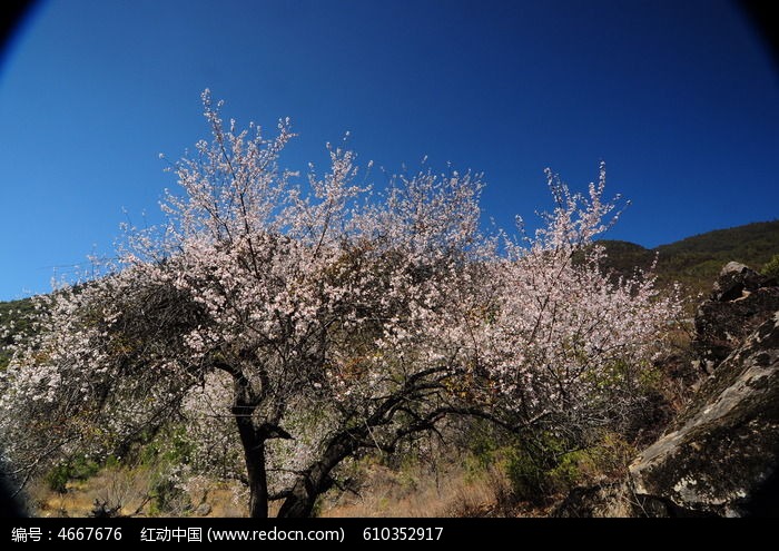 大山里的桃花树