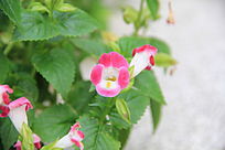 一株粉白色小花