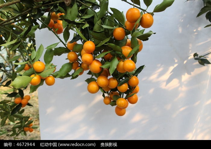 桔子熟了