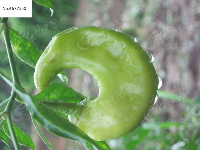 原创摄影图 餐饮美食 水果蔬菜 弯弯的辣椒  素材描述:红动网提供水果