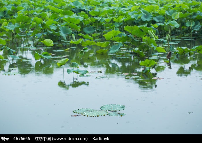 春天荷塘荷叶雨中自然清新