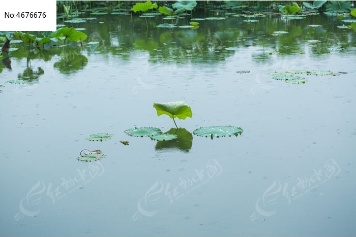 春天荷塘荷叶雨中湖面倒影