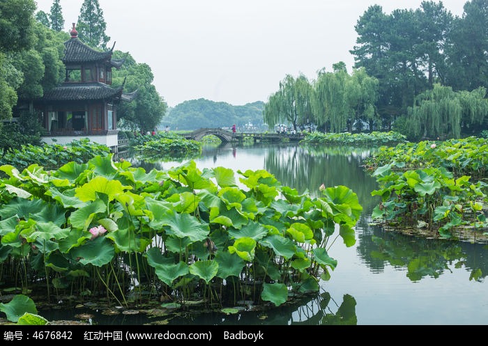 杭州西湖荷塘荷花亭台楼阁