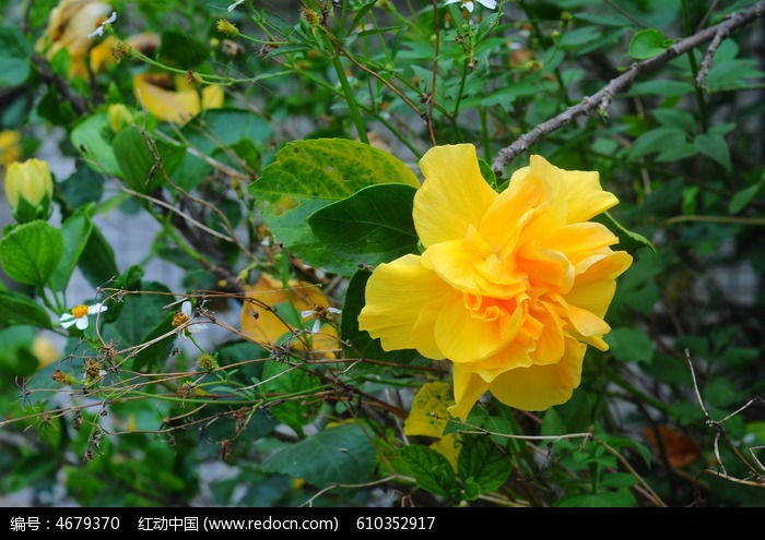 盛开的黄色芙蓉花
