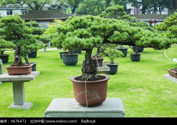 松树松叶盆景