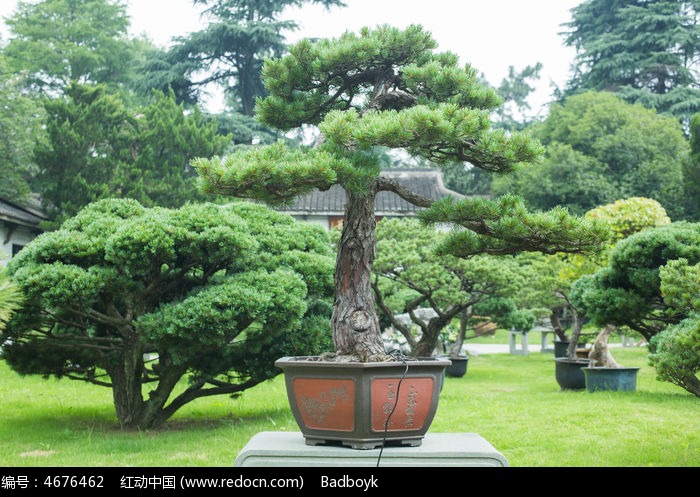 松树松针盆景园林景观