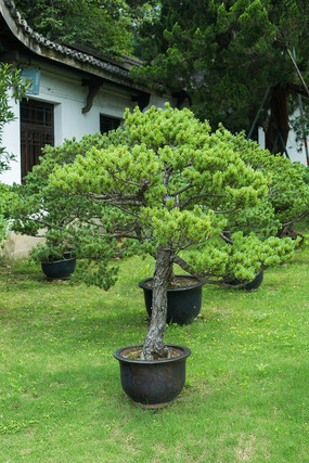 松树盆景园林植物景观植物