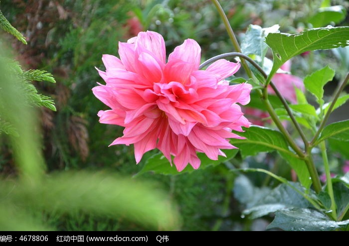 一朵盛开的粉色花朵