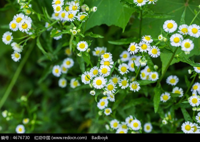 植物绿叶春天花卉白色菊花微距高清图片下载_红动网