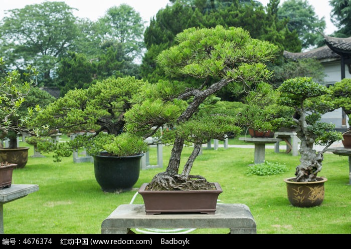 植物松叶盆景景观植物