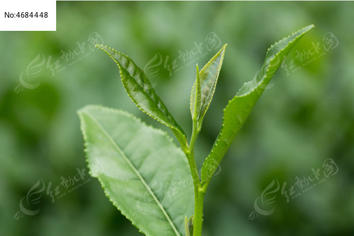 茶叶嫩芽微距