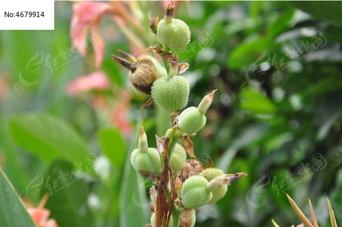 原创摄影图 动物植物 花卉花草 美人蕉绿色果实