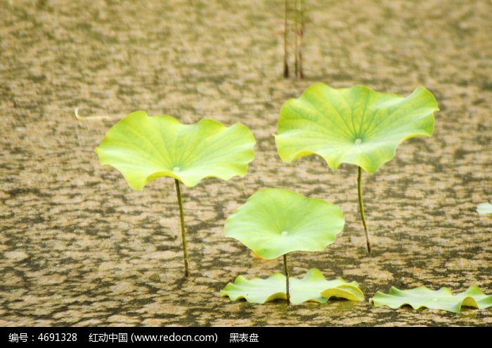 三片荷叶