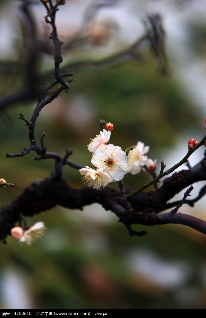 盛开的梅花特写