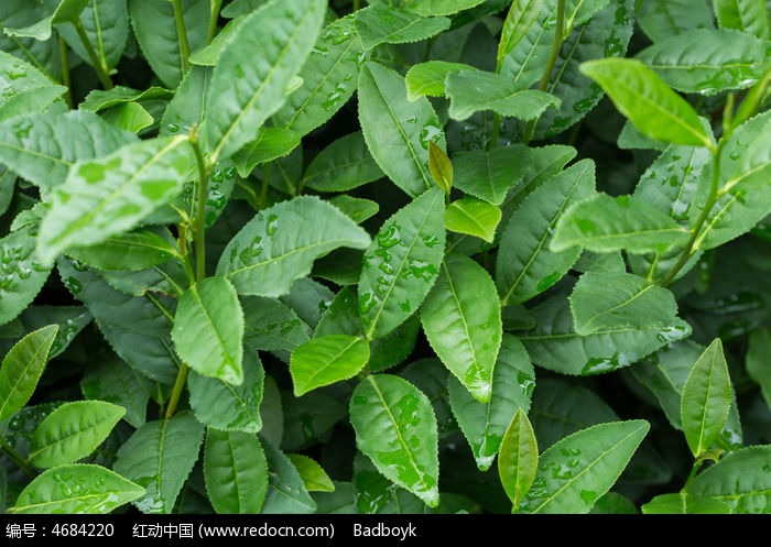 植物茶叶雨后