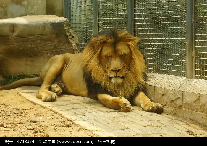 红动网提供陆地动物精美高清图片下载,您当前访问图片主题是动物园内