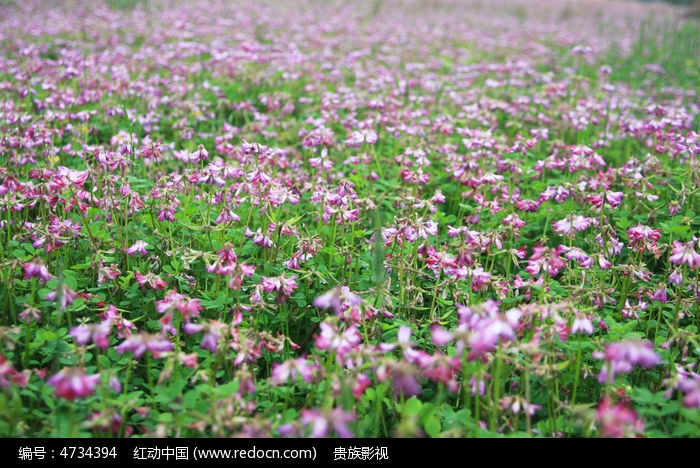 绿肥花开了