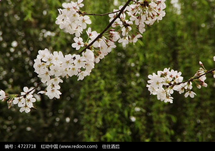 山樱花